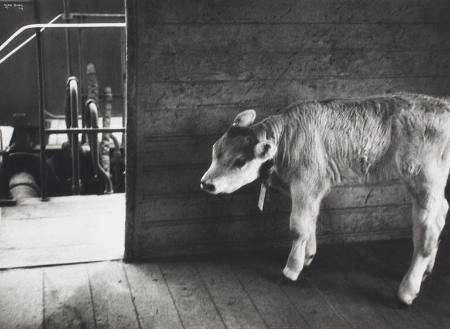 Calf in rail stock car