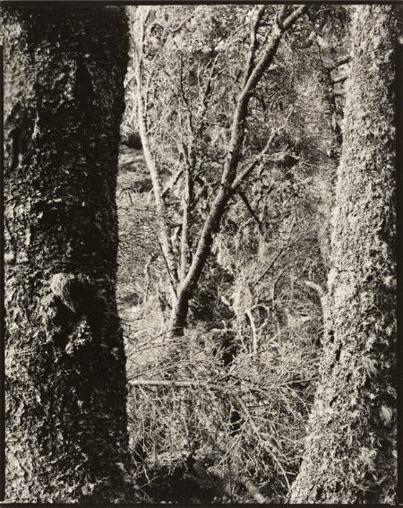 Spruce and lichen, Maine