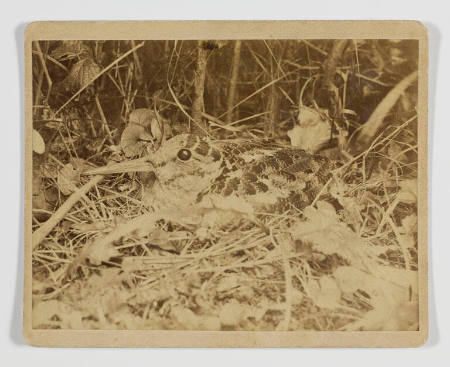 Nesting woodcock (close-up)