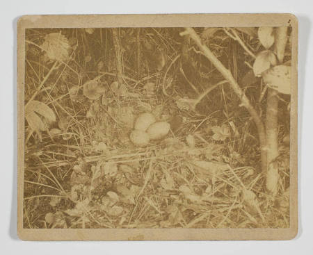 Woodcock nest with three eggs