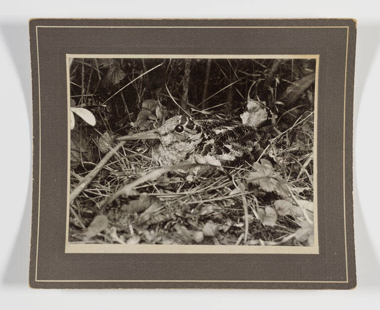 Nesting woodcock (close-up)