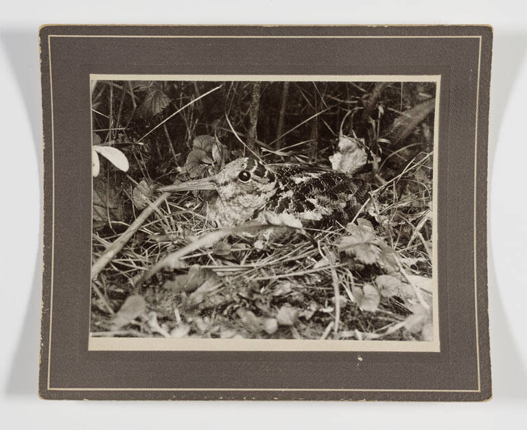 Nesting woodcock (close-up)