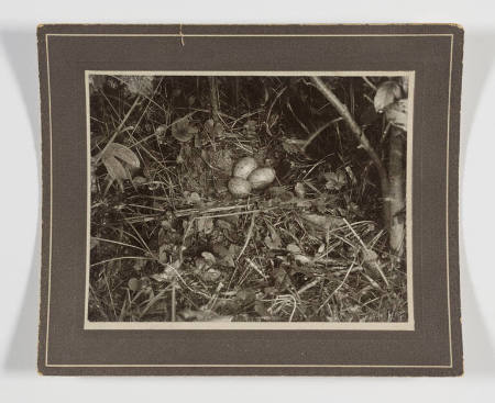 Woodcock nest with three eggs