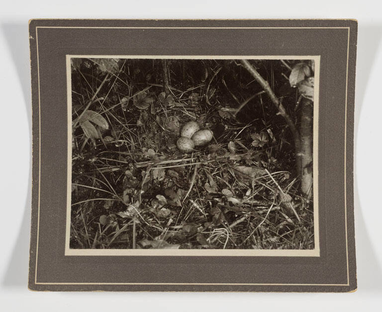 Woodcock nest with three eggs