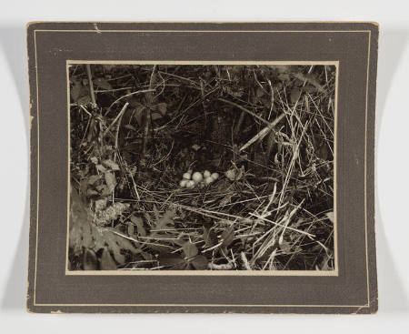 Woodcock nest with several eggs