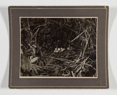 Woodcock nest with several eggs