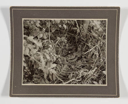 Nesting woodcock camouflaged amid brush