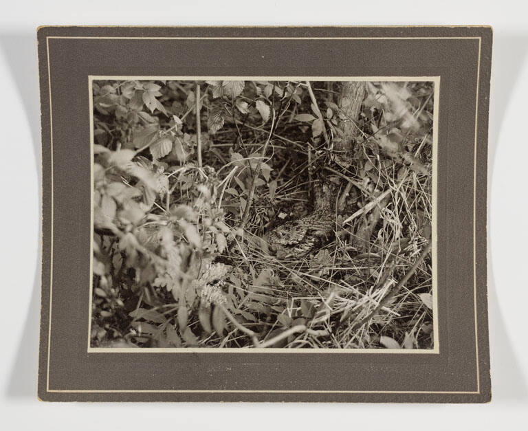 Nesting woodcock camouflaged amid brush