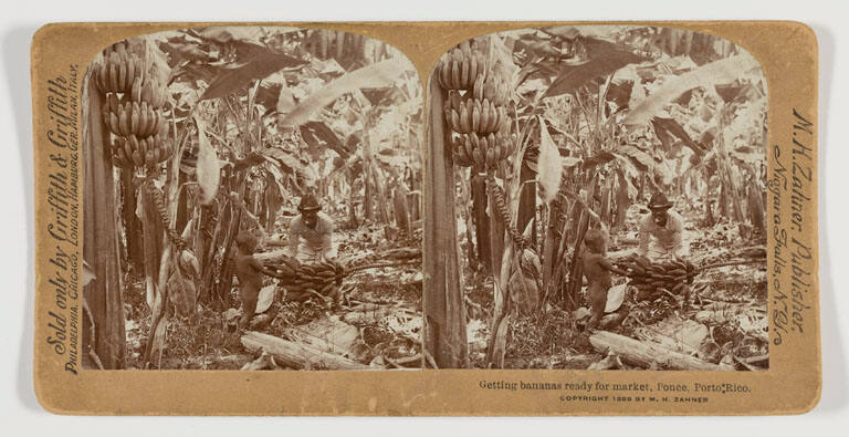 Bananas, Ponce, Puerto Rico