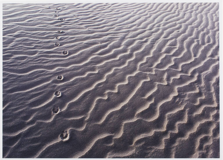 Coyote Tracks, print 10 from the portfolio Between Light and Shadow: Great Sand Dunes National Park