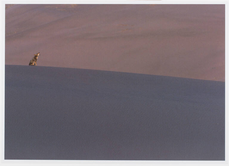 Coyote, print 11 from the portfolio Between Light and Shadow: Great Sand Dunes National Park