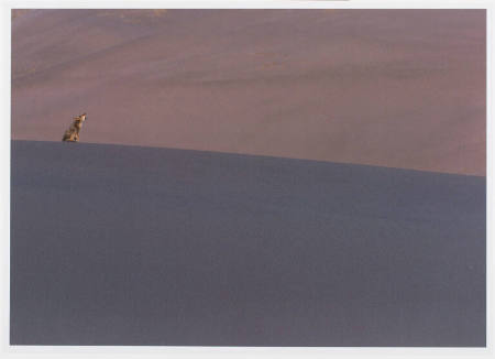 Coyote, print 11 from the portfolio Between Light and Shadow: Great Sand Dunes National Park