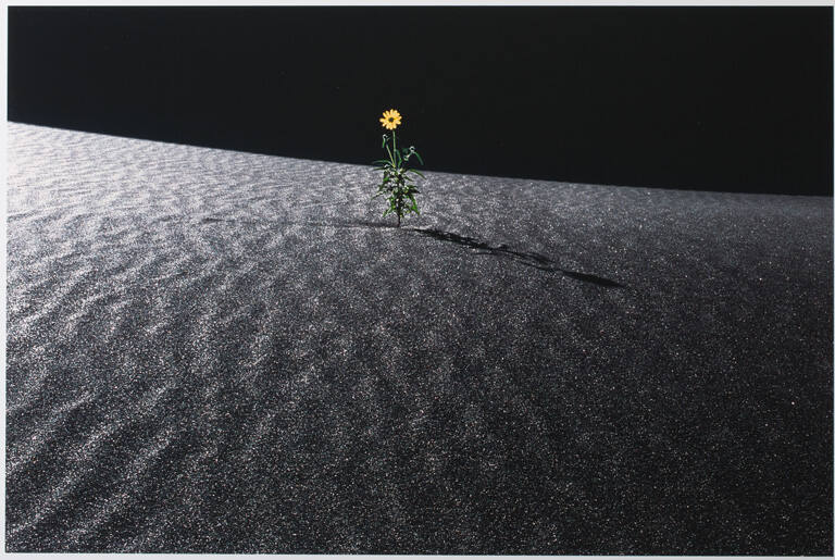 Sunflower and Shadows, print 16 from the portfolio Between Light and Shadow: Great Sand Dunes National Park