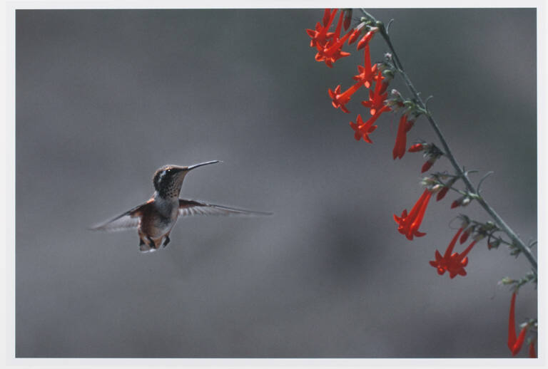 Hummingbird and Trumpet Gilia, print 17 from the portfolio Between Light and Shadow: Great Sand Dunes National Park
