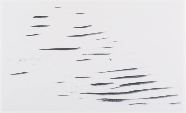 Horned Lark Fighting the Wind, print 20 from the portfolio Between Light and Shadow: Great Sand Dunes National Park