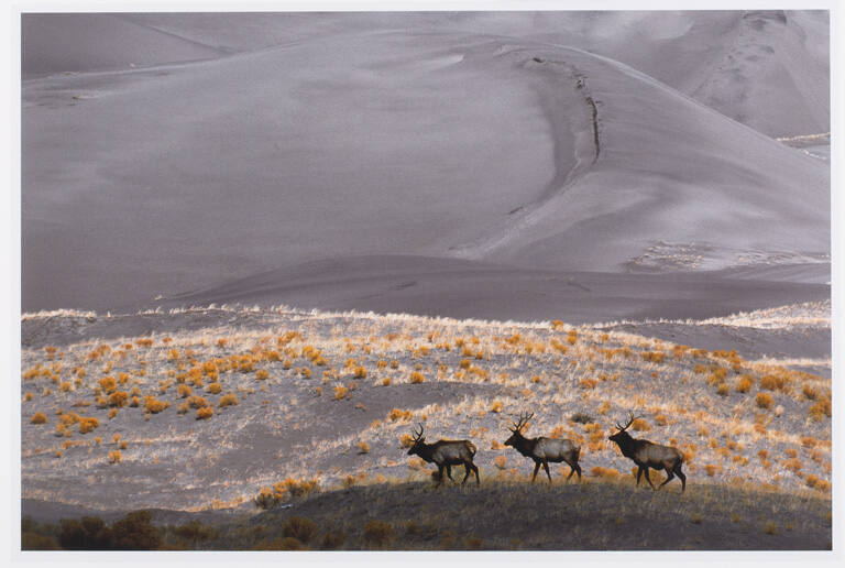Bull Elk and Dunes, print 22 from the portfolio Between Light and Shadow: Great Sand Dunes National Park