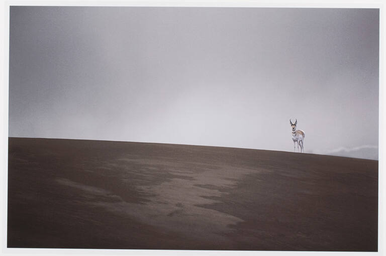Pronghorn and Storm Clouds, print 28 from the portfolio Between Light and Shadow: Great Sand Dunes National Park