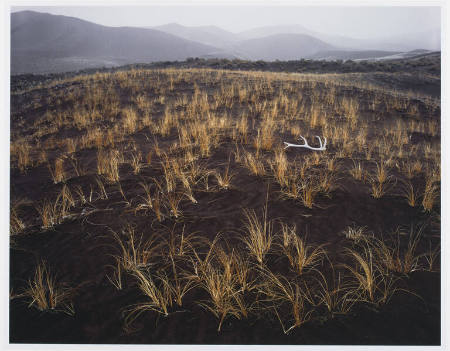 Antler and Grasses in Snow Flurries, print 29 from the portfolio Between Light and Shadow: Great Sand Dunes National Park