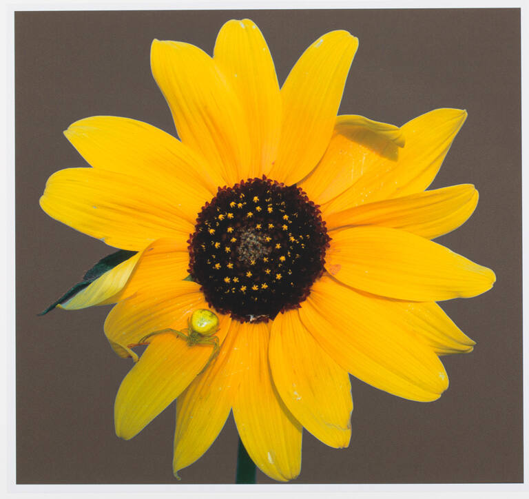 Sunflower and Spider, print 30 from the portfolio Between Light and Shadow: Great Sand Dunes National Park