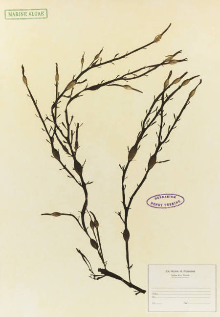 Herbarium