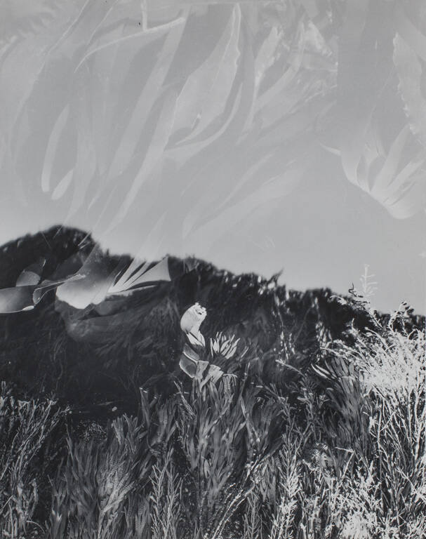 Study of seaweed and water reflections—detail