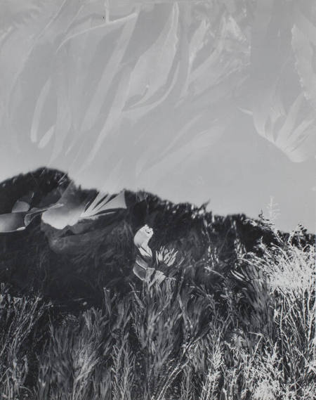 Study of seaweed and water reflections—detail