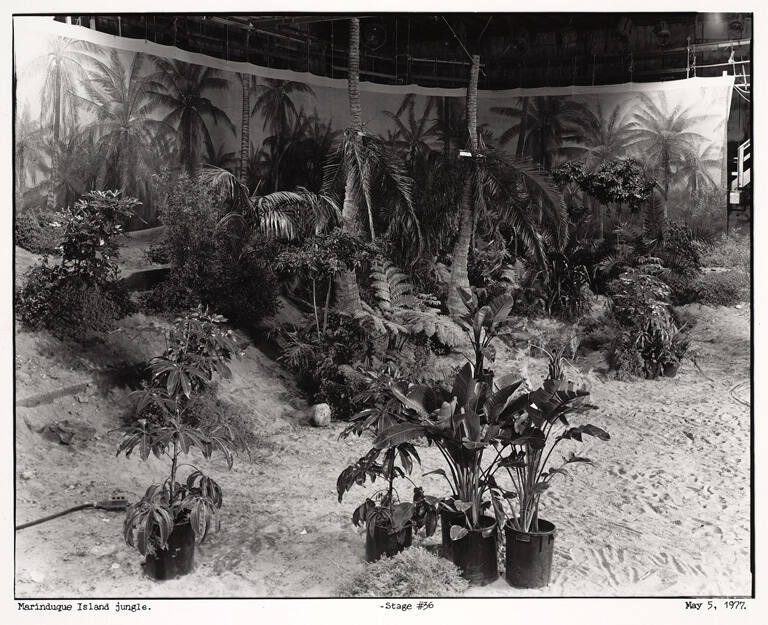 Marinduque Island jungle, stage #36, from Studio Still Lifes portfolio