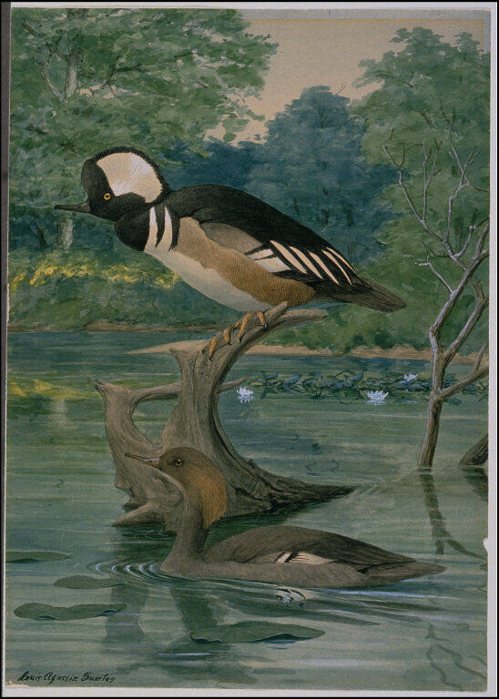 Hooded Mergansers