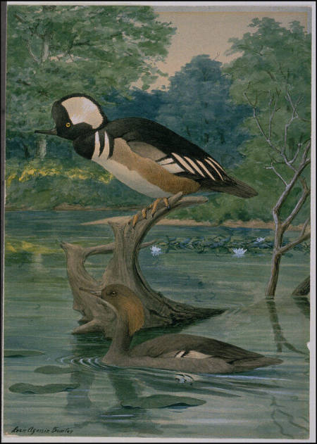 Hooded Mergansers